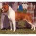 CH USA Tryarr Diamondback Redbolt