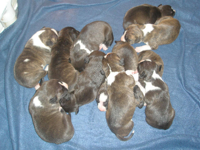 golden retriever mixed with shih tzu. training shih tzu bichon mix