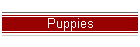 Puppies